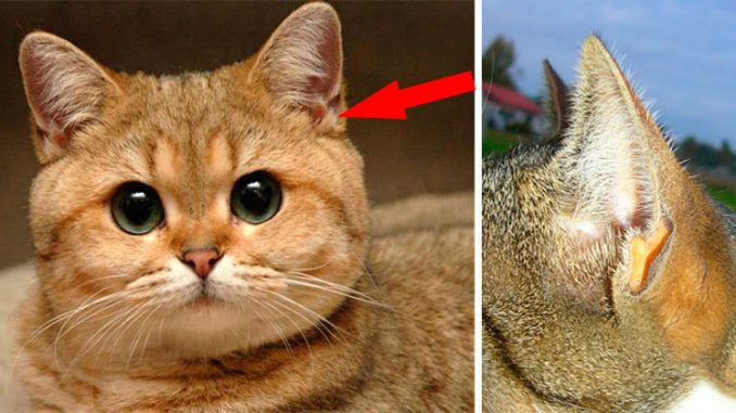 Lūk, kādēļ kaķiem uz ausīm ir šīs mazās “kabatiņas”