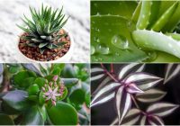 12 istabas augi, kas spēj izdzīvot pat vistumšākajā stūrī