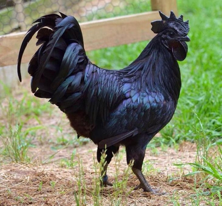 Šīs retās “gotu” vistas ir 100 % melnas no spalvām līdz pat iekšējiem orgāniem un kauliem!