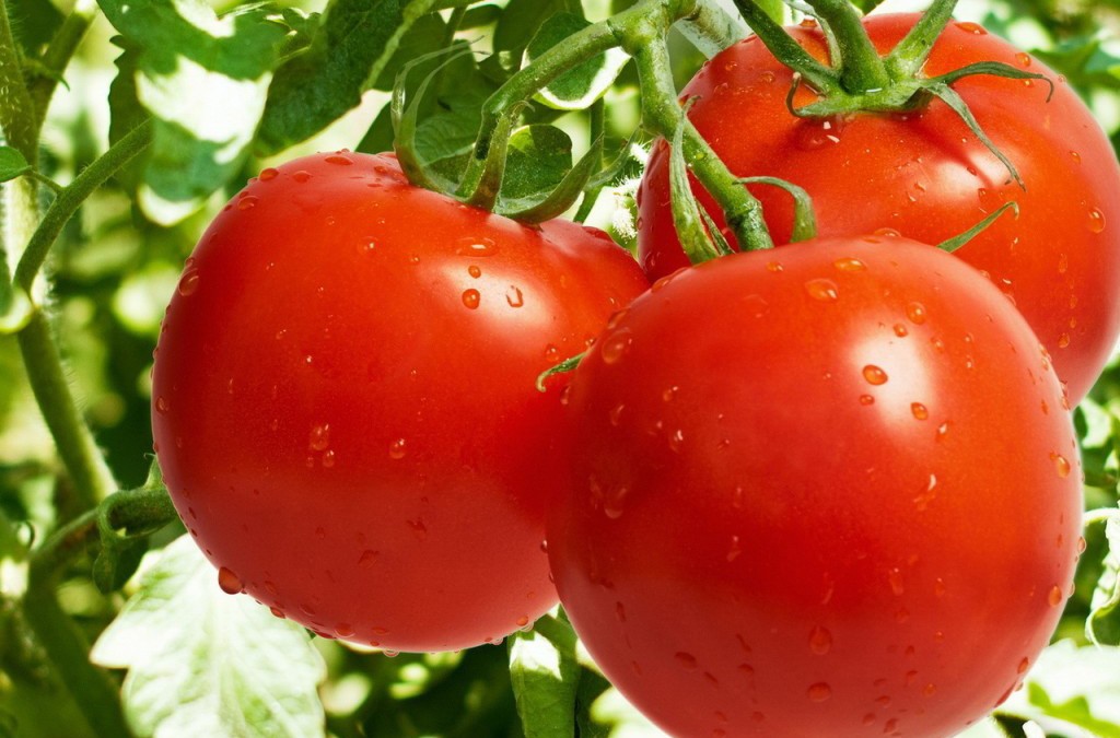 Kā izaudzēt tomātus līdz maijam bez siltumnīcas un stādiem