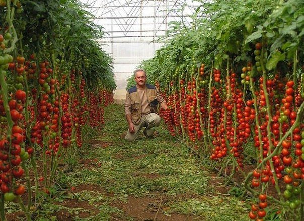 7 noteikumi bagātīgai tomātu ražai