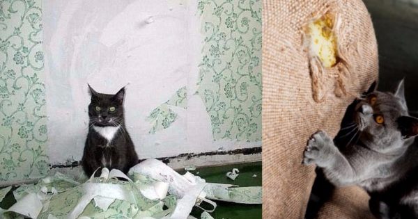 Kā izmācīt kaķi, lai tas pārstātu bojāt tapetes un mēbeles? Padoms, kas izmainīja manu dzīvi…
