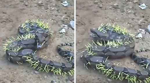 Čūska nolēma pamieloties ar dzeloņcūku un tūlīt pat to nožēloja (video)