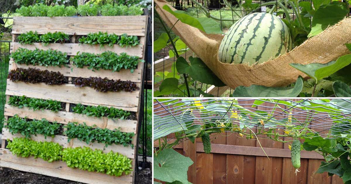 Vertikālā dārzeņu audzēšana un idejas dārza iekārtošanai