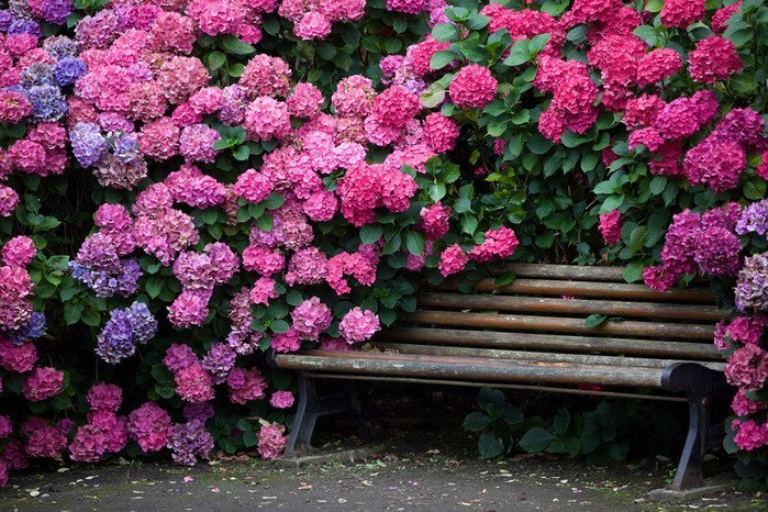 Kā pareizi stādīt un izaudzēt hortenzijas savā dārzā?