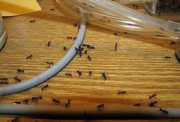 Kā no mājas iznīdēt skudras? Noteikti izlasi, ja šie kukaiņi ir apsēduši jūsu māju!