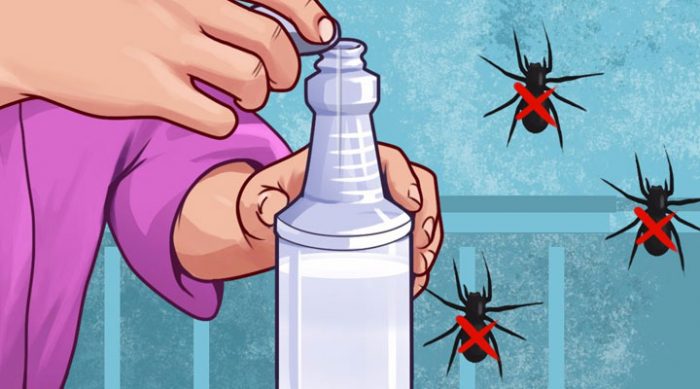 10 veidi, kā atbrīvoties no zirnekļiem bez ķīmijas lietošanas