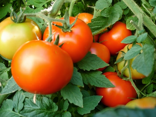 Jods tomātiem: lēti un iedarbīgi