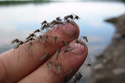 Nav glābiņa no odiem? Iesakām jums lielisku līdzekli, lai variet bez raizēm atpūsties un strādāt brīvā dabā