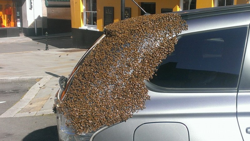 2 dienas bišu bars uzbruka šīs sievietes mašīnai. Atverot bagāžnieku, sieviete saprata, kāpēc!