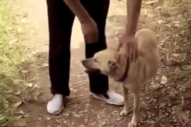 NETICAMI! Suns izglābj bērnu, kas parkā tika apraksts dzīvs. Šoks un neizsakāms prieks vienlaikus! (VIDEO)