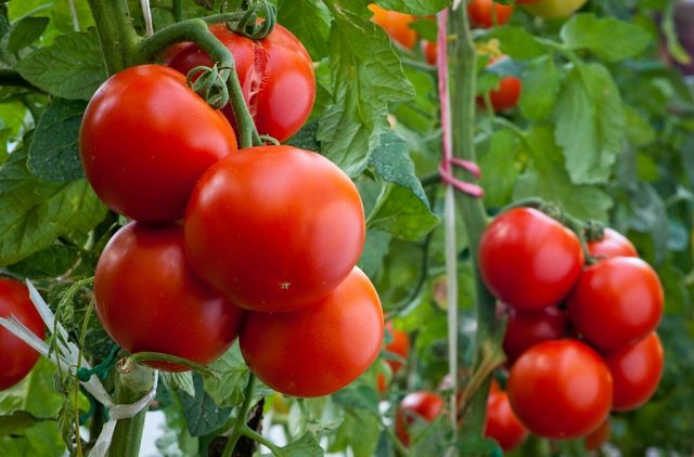 Atklājam noslēpumus, kā izaudzēt garšīgus tomātus!
