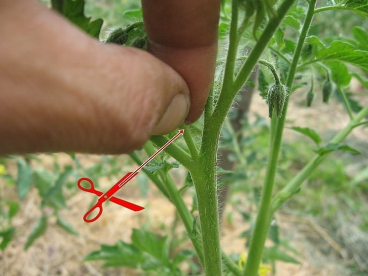 Kā pareizi izlauzt tomātiem pazarītes?