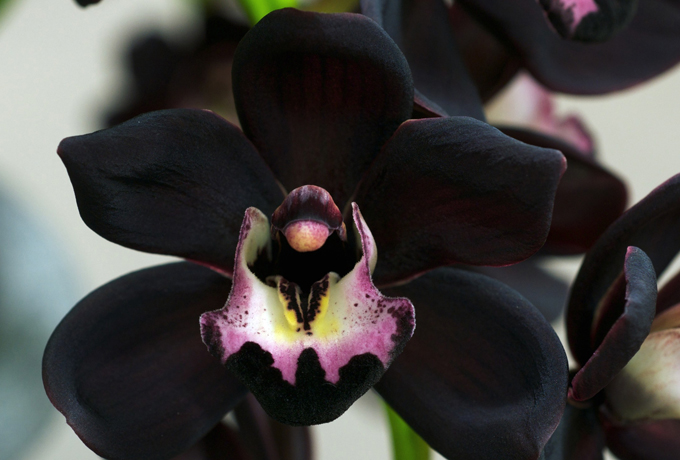 Orhideja mājās: pazīmes un māņticība