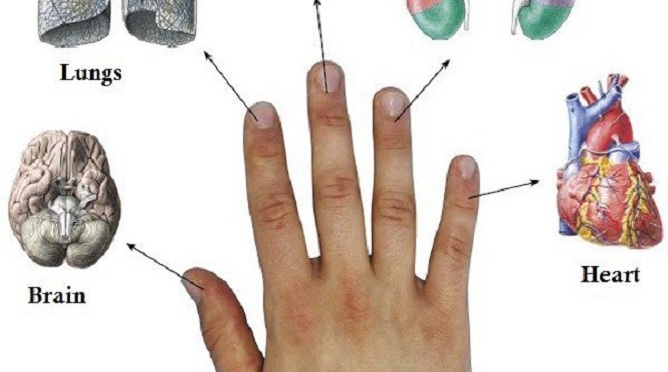 Japāņi noņem jebkāda veida sāpes 5 minūšu laikā. Ir tikai jāzina, ar kuriem diviem orgāniem ir saistīts katrs pirksts!