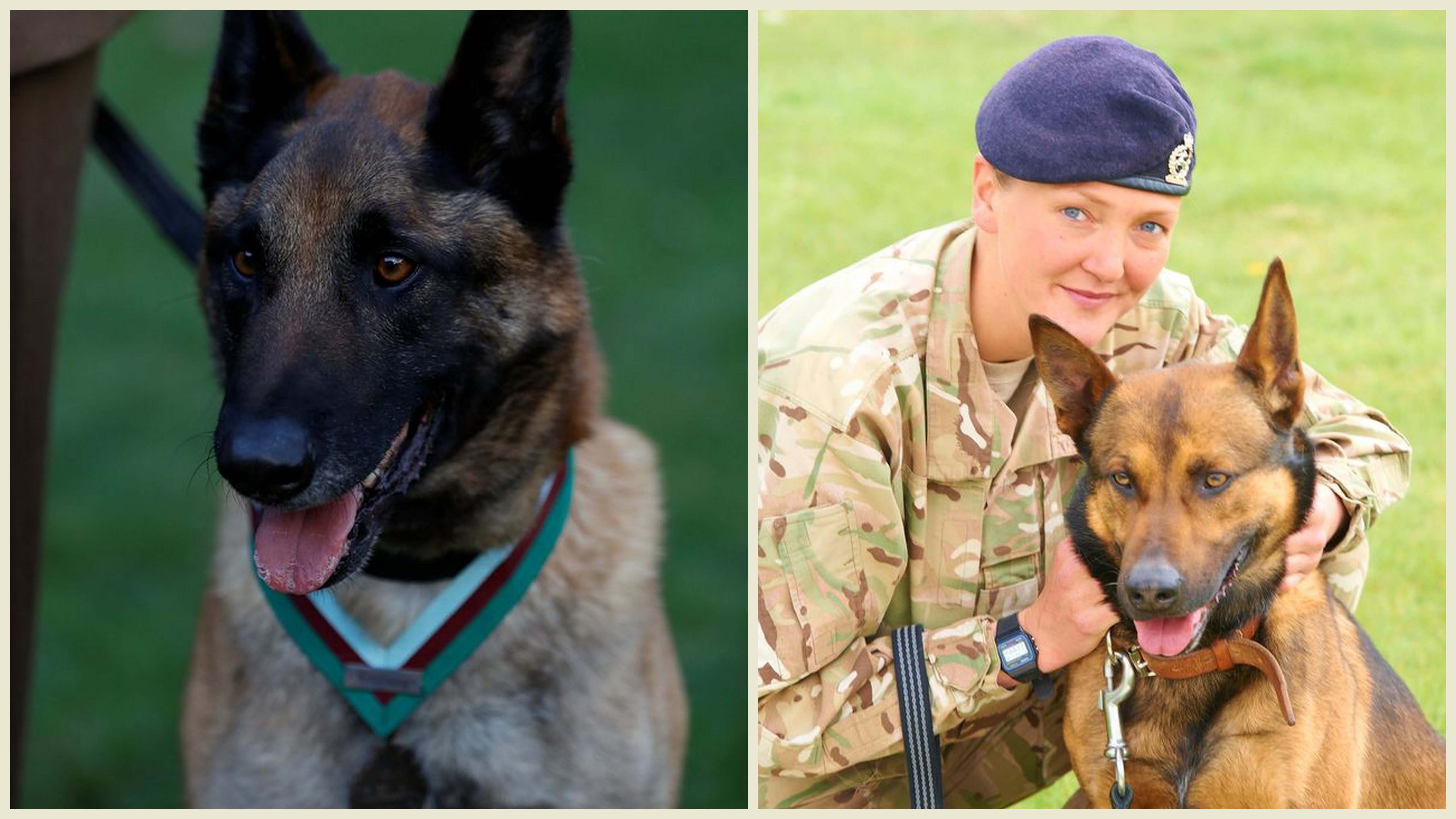Lielbritānijas armijā suņiem-veterāniem tiek piespriests nāvessods: birokrātija aizliedz viņiem pensionēties