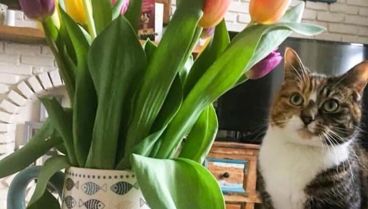 Šī ir pēdējā mīļotā kaķa fotogrāfija ar ziediem, kuri pēc 24 stundām kaķi nogalinās