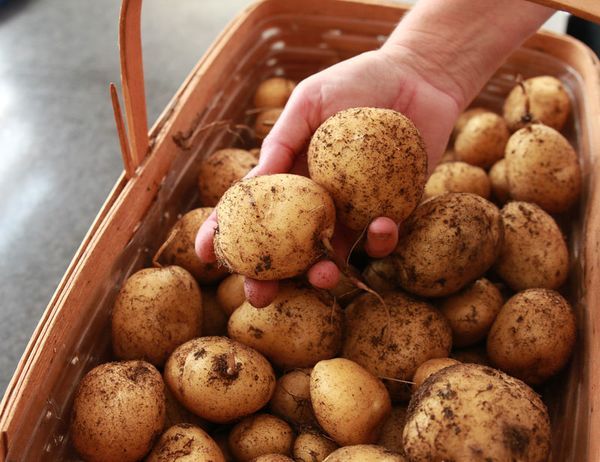 Nepērciet vairs kartupeļus – jauna metode, kā izaudzēt bezgalīgi daudz kartupeļu mājās