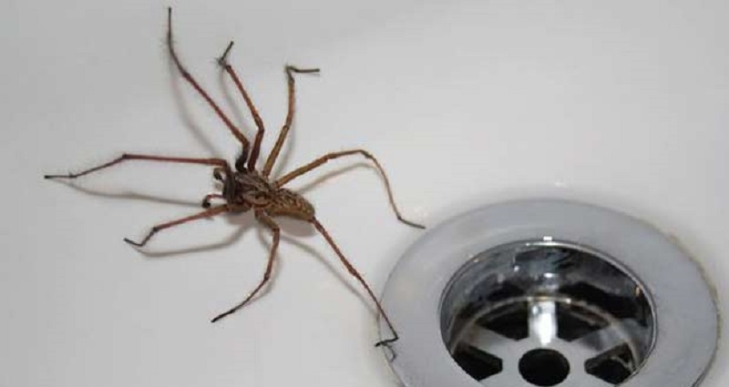 Entomologs skaidro, kāpēc nedrīkst nonāvēt mājas zirnekļus
