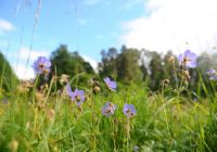 Bioloģiski vērtīgo zālāju platības turpina strauji sarukt