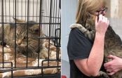 Ņujorkā atradās kaķis, kuru saimniece pazaudēja pirms 11 gadiem. Ilgi gaidīta tikšanās! Ņujorkā atradās kaķis, kuru saimniece pazaudēja pirms 11 gadiem. Ilgi gaidīta tikšanās!