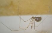 Entomologs paskaidroja, kāpēc nedrīkst nogalināt mājas zirnekļus Entomologs paskaidroja, kāpēc nedrīkst nogalināt mājas zirnekļus
