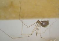 Entomologs paskaidroja, kāpēc nedrīkst nogalināt mājas zirnekļus