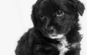 Labradors ar iesauku Burro tik ļoti vēlējās izkļūt no patversmes, ka iemācījās smaidīt Labradors ar iesauku Burro tik ļoti vēlējās izkļūt no patversmes, ka iemācījās smaidīt