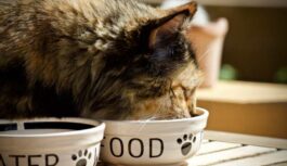 Visaptverošs pārskats par labākās kaķu barības izvēli jūsu pūkainajam draugam