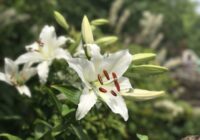 Kā pareizi kopt lilijas, lai tās ziedētu visu vasaru?