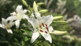 Kā pareizi kopt lilijas, lai tās ziedētu visu vasaru?